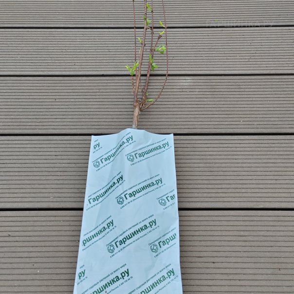 превью изображения отзыва