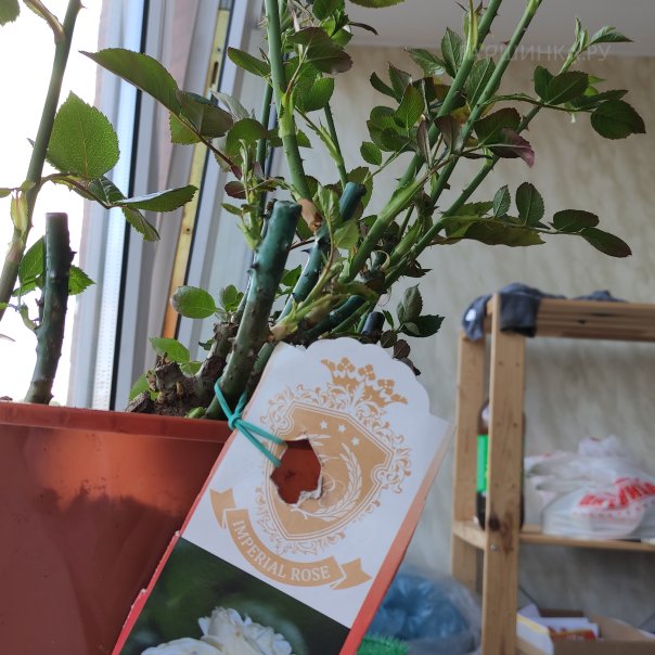 превью изображения отзыва