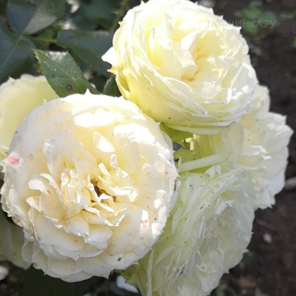 превью изображения отзыва