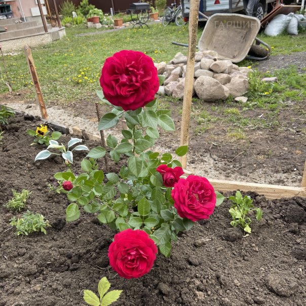 превью изображения отзыва