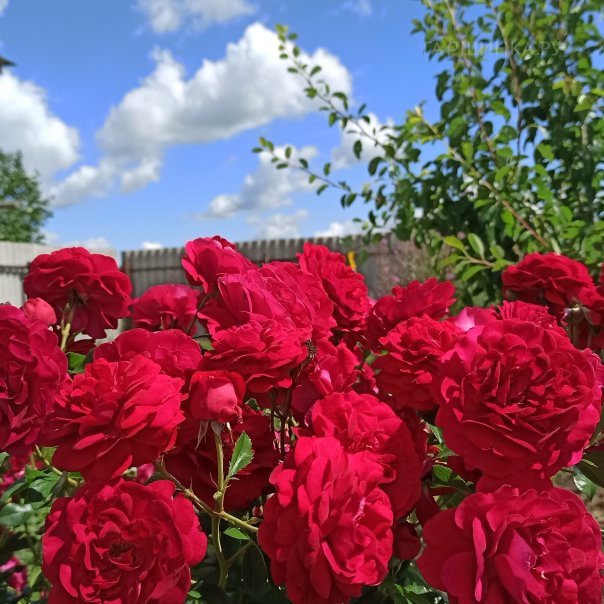 превью изображения отзыва