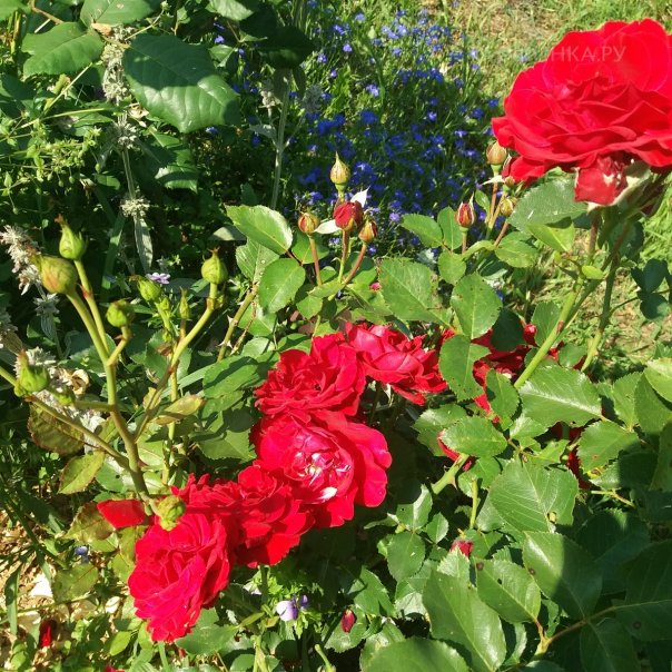 превью изображения отзыва