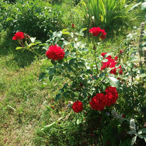 превью изображения отзыва