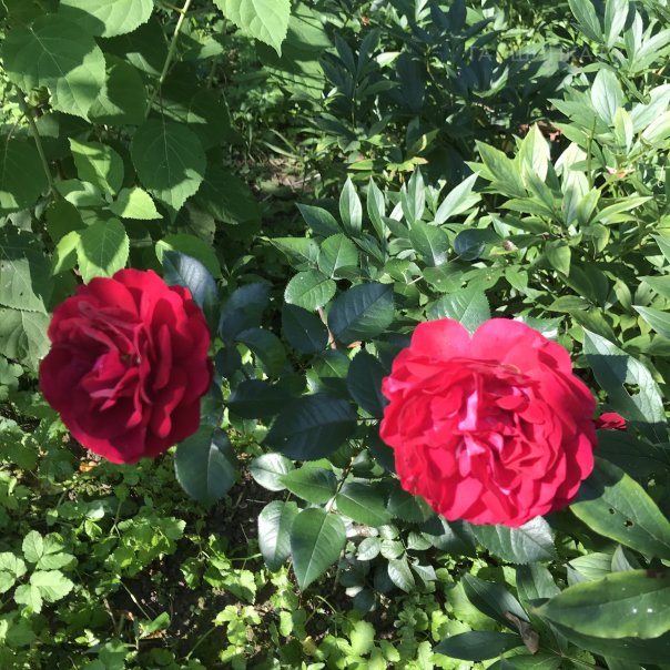 превью изображения отзыва