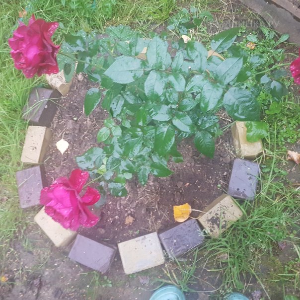 превью изображения отзыва