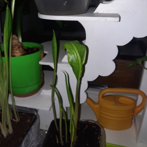 превью изображения отзыва