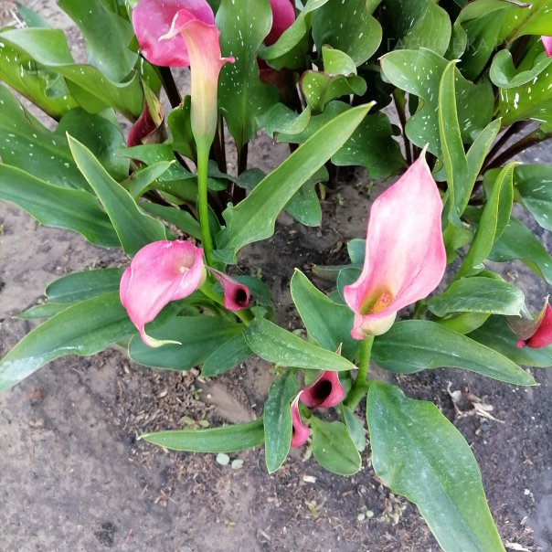 превью изображения отзыва