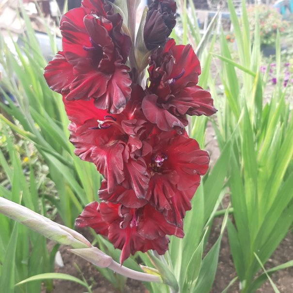 превью изображения отзыва