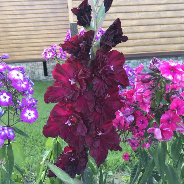 превью изображения отзыва