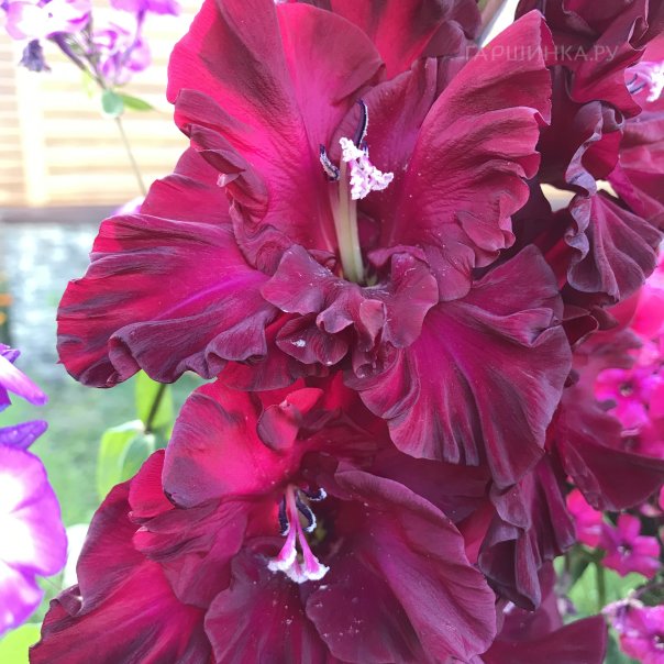 превью изображения отзыва