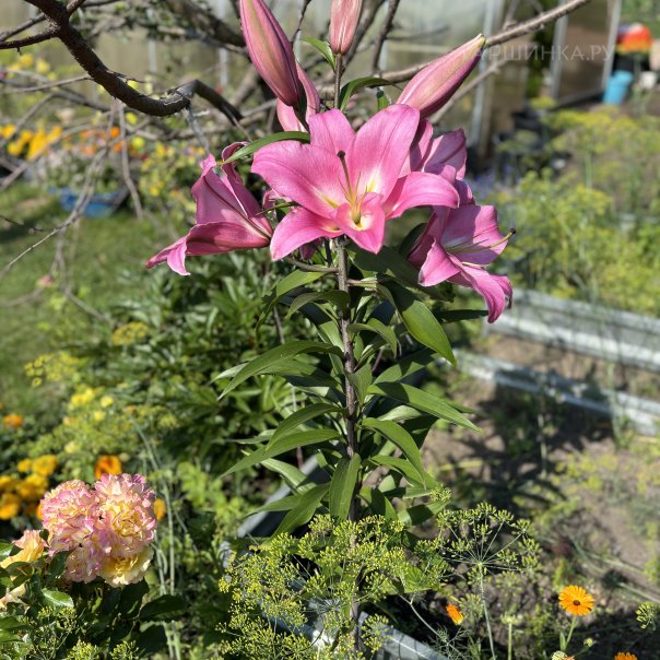 превью изображения отзыва