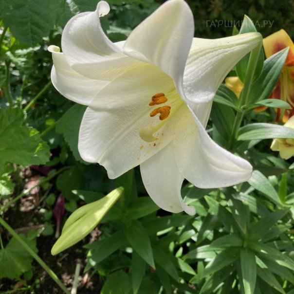 превью изображения отзыва