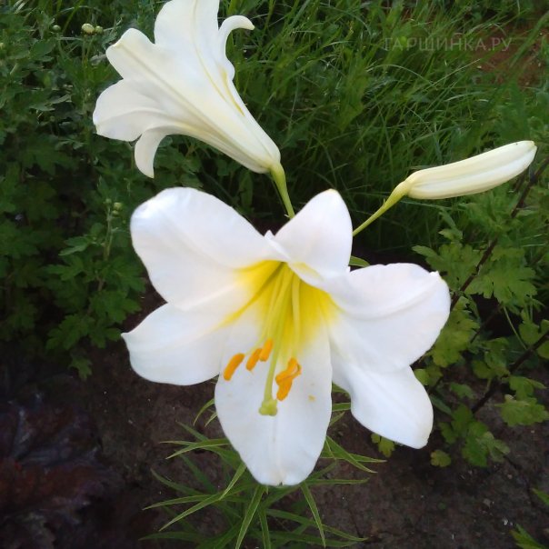 превью изображения отзыва