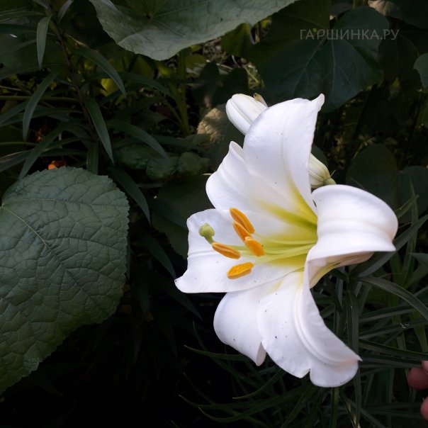 превью изображения отзыва