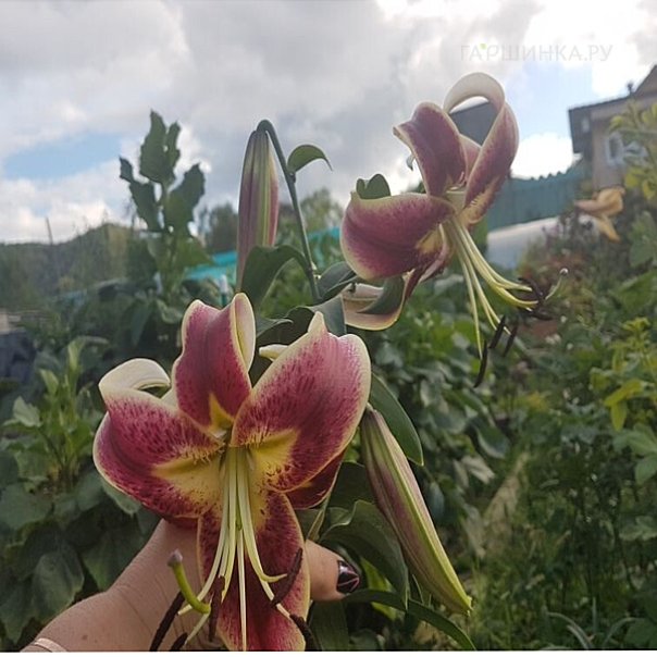 превью изображения отзыва