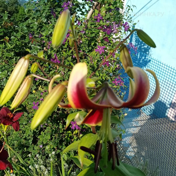 превью изображения отзыва