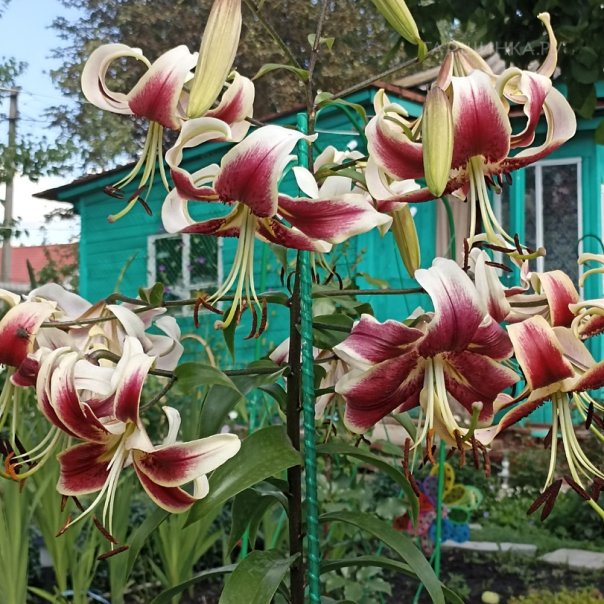 превью изображения отзыва