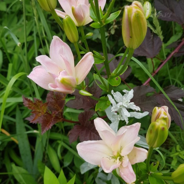 превью изображения отзыва