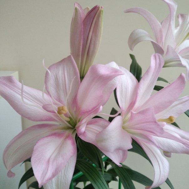 превью изображения отзыва