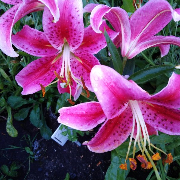 превью изображения отзыва