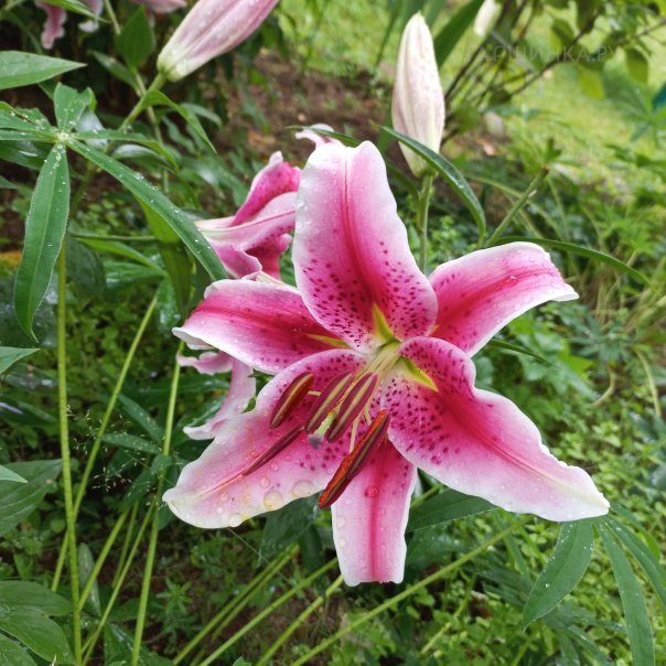 превью изображения отзыва