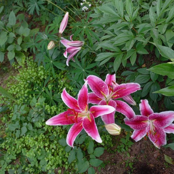 превью изображения отзыва