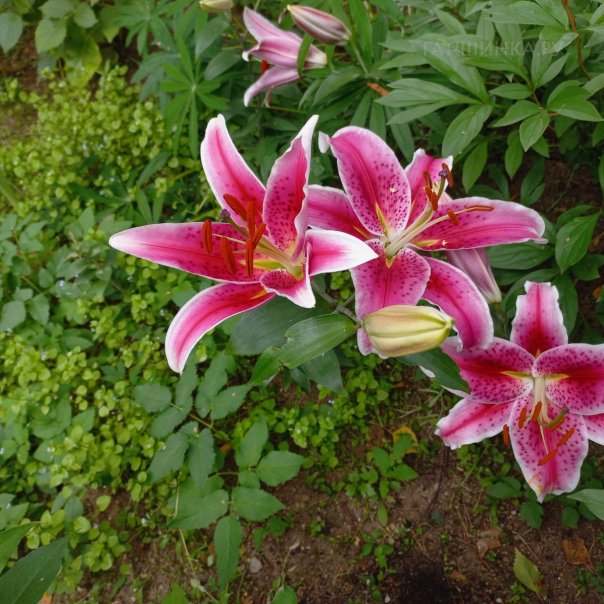 превью изображения отзыва