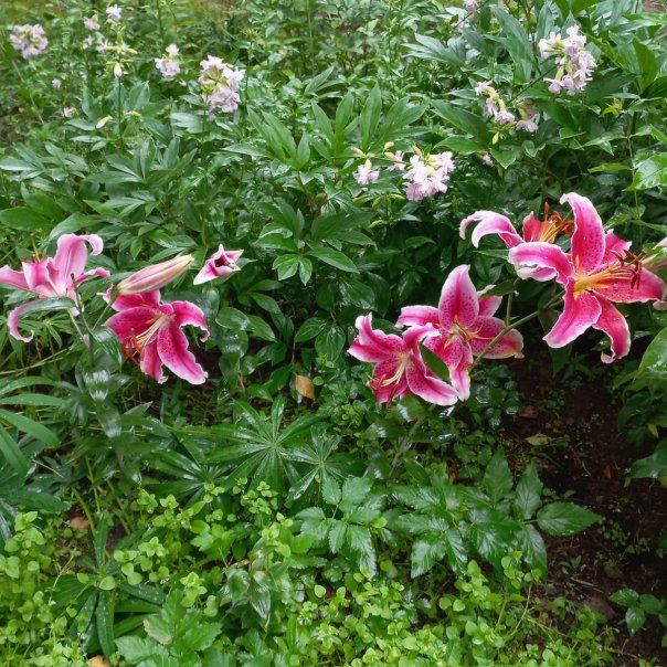 превью изображения отзыва