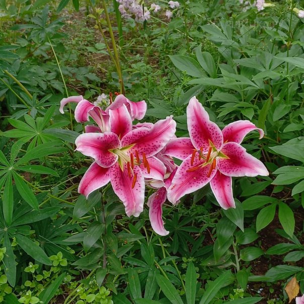 превью изображения отзыва