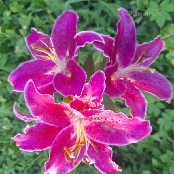 превью изображения отзыва