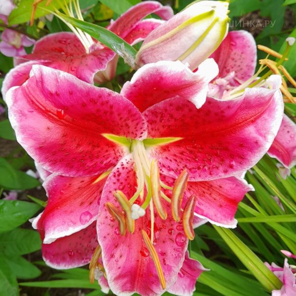 превью изображения отзыва