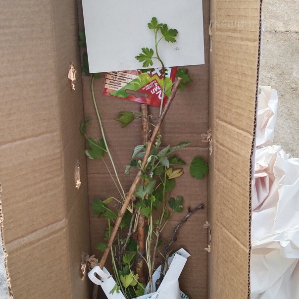 превью изображения отзыва