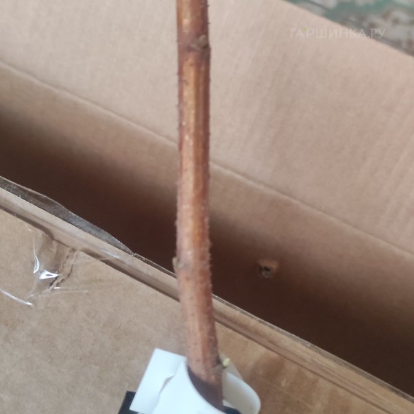 превью изображения отзыва