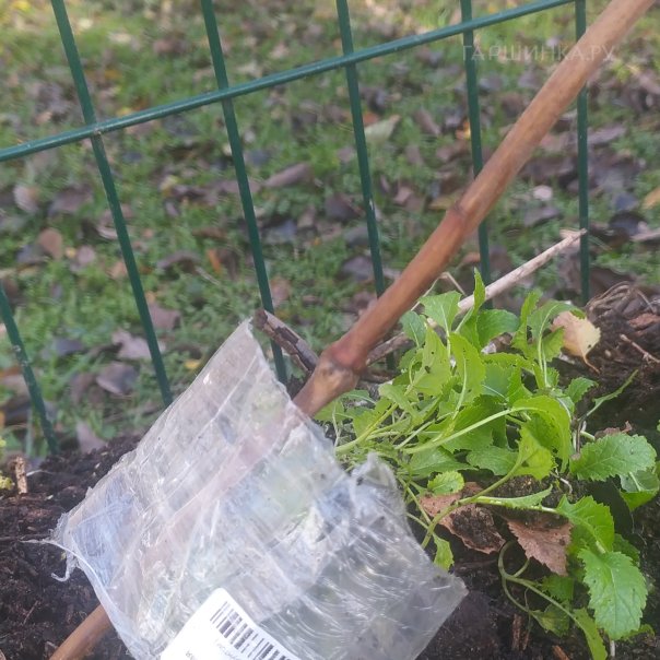 превью изображения отзыва