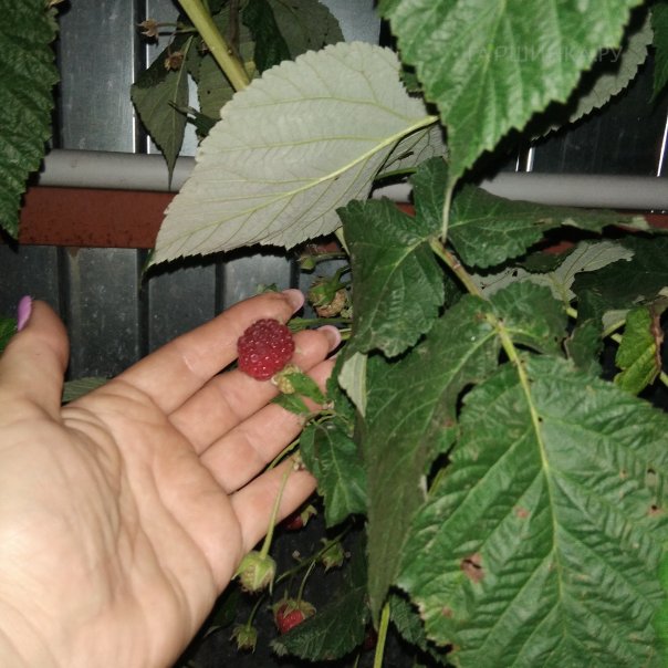 превью изображения отзыва