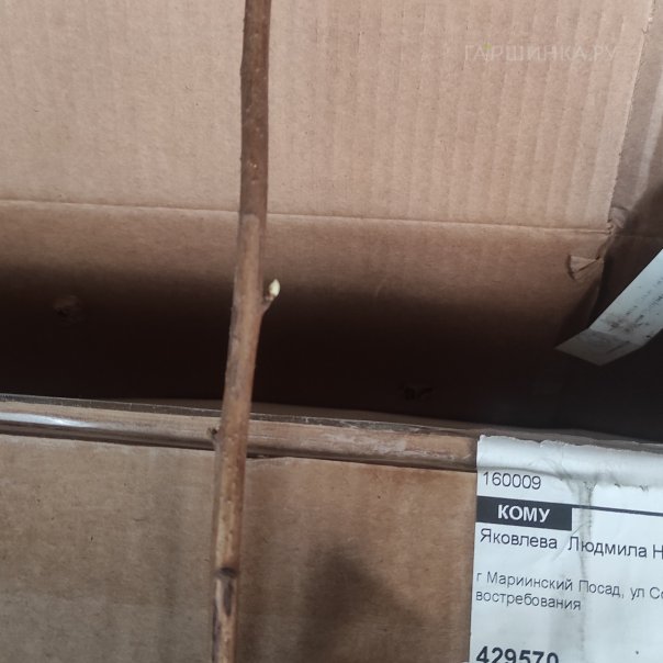 превью изображения отзыва