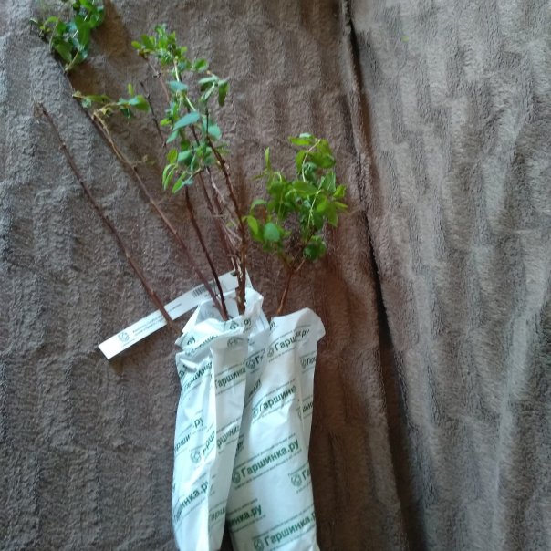 превью изображения отзыва