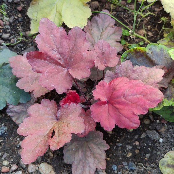 превью изображения отзыва