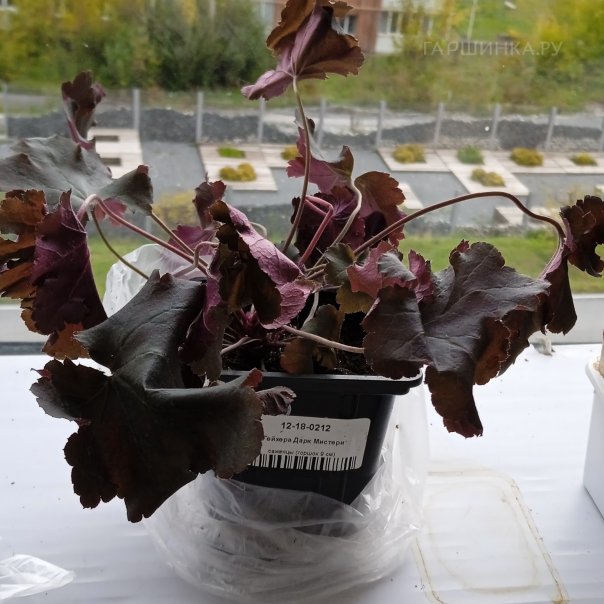 превью изображения отзыва