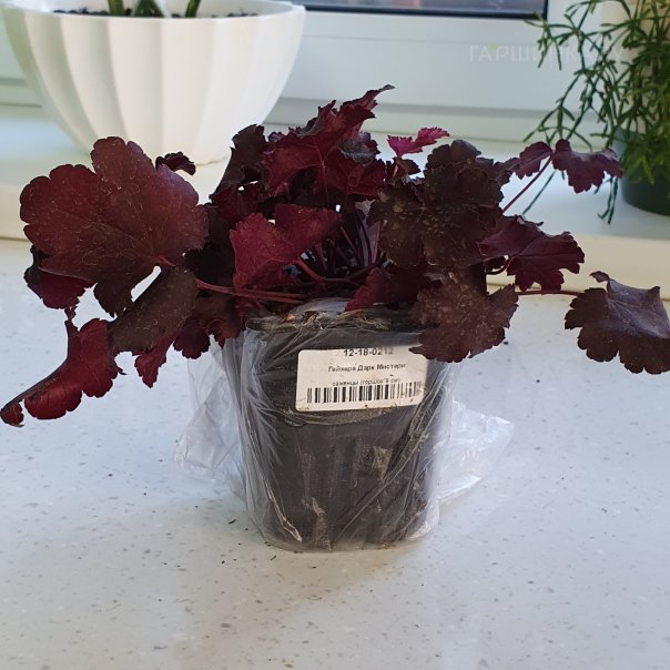 превью изображения отзыва