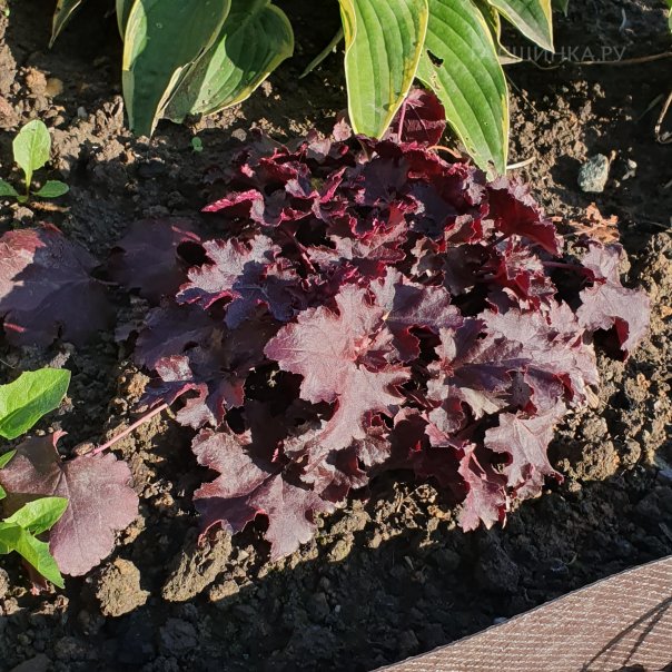 превью изображения отзыва