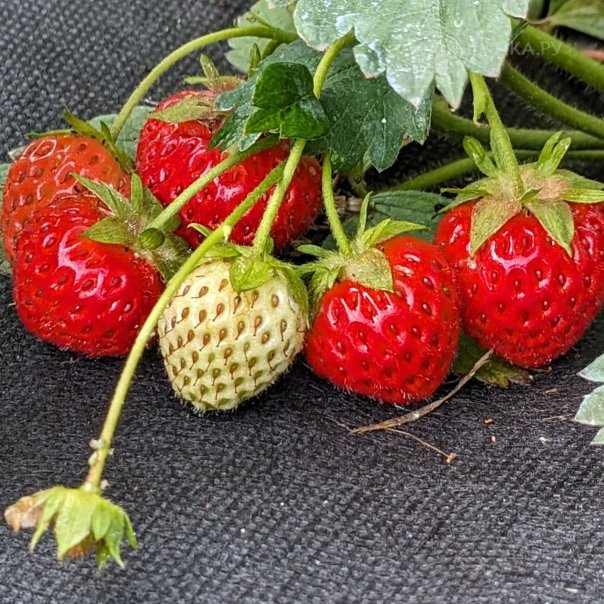 превью изображения отзыва