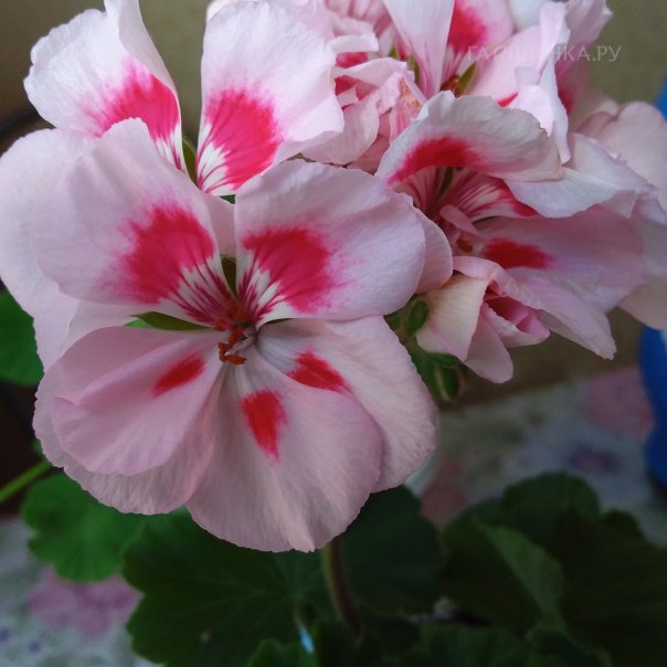 превью изображения отзыва