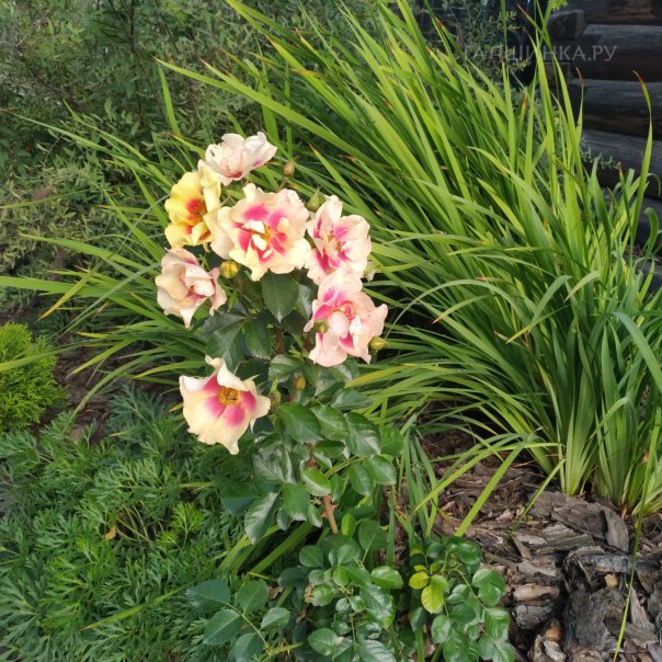 превью изображения отзыва