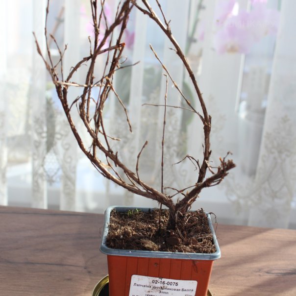 превью изображения отзыва