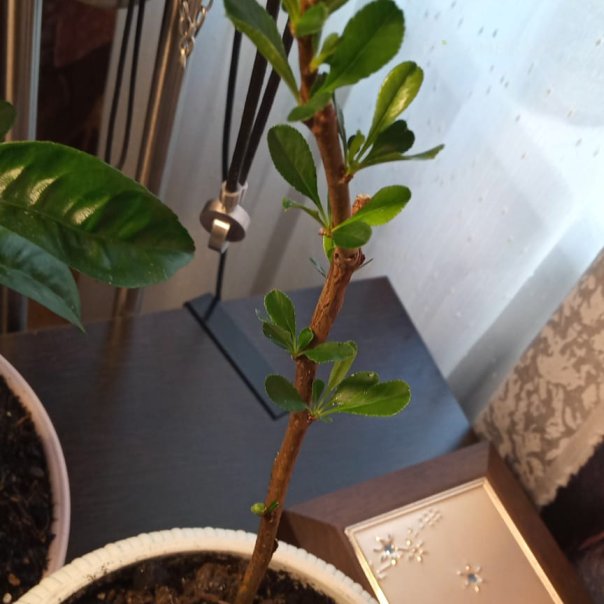 превью изображения отзыва