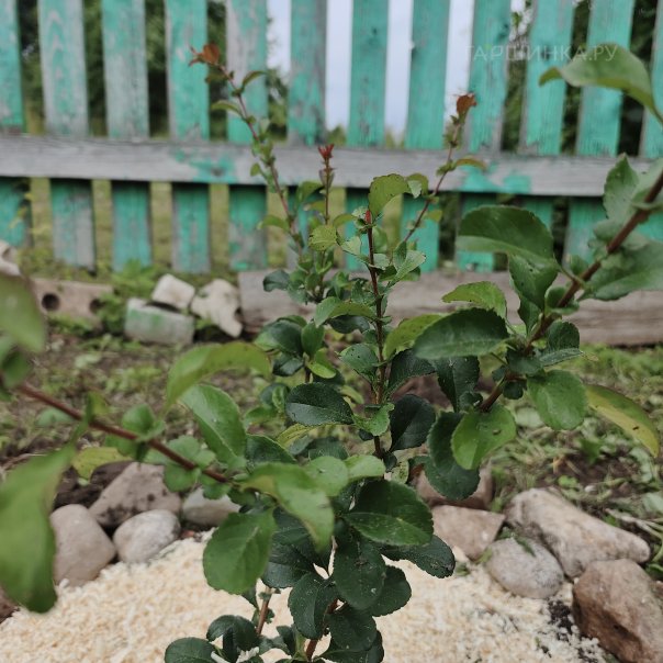 превью изображения отзыва