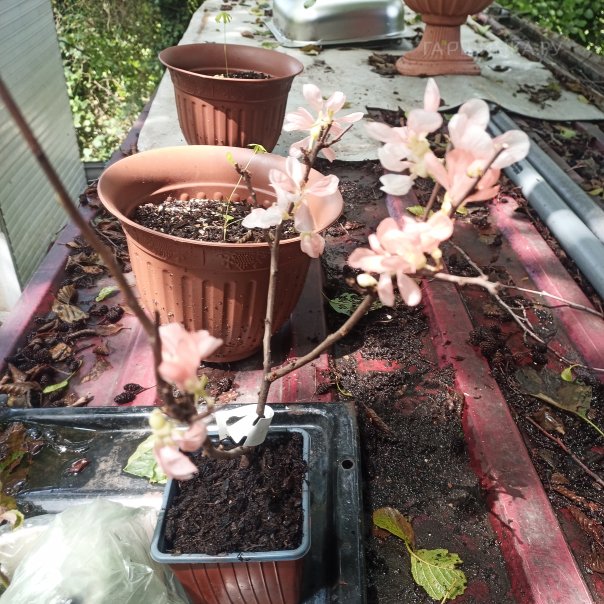 превью изображения отзыва