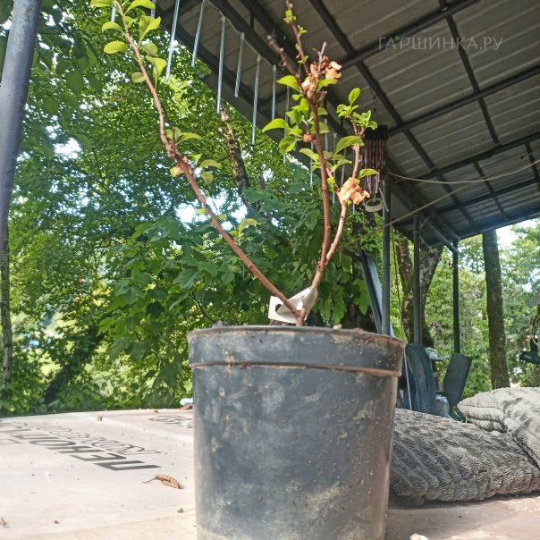 превью изображения отзыва