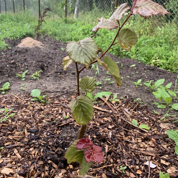 превью изображения отзыва